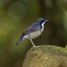 Siberian Blue Robin